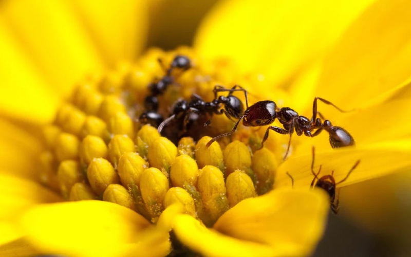 Ko idejo za antibiotik da mravlja