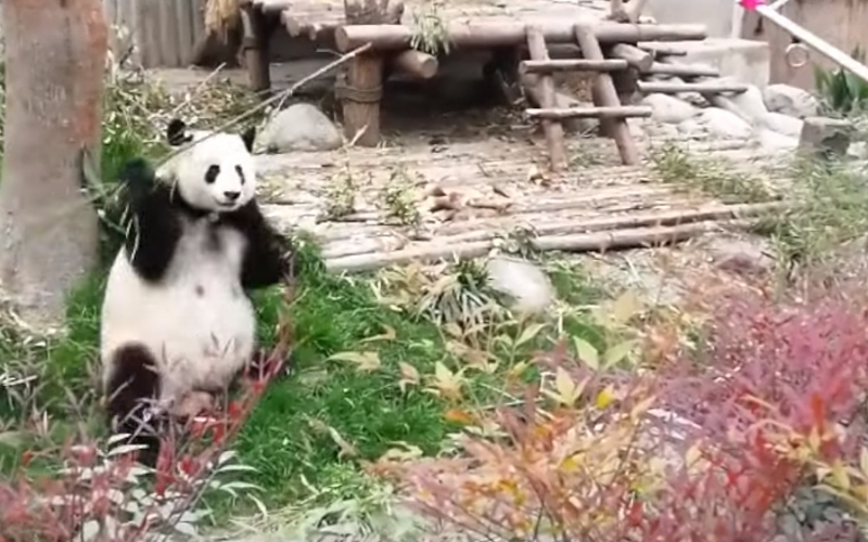 Pravi kung-fu panda