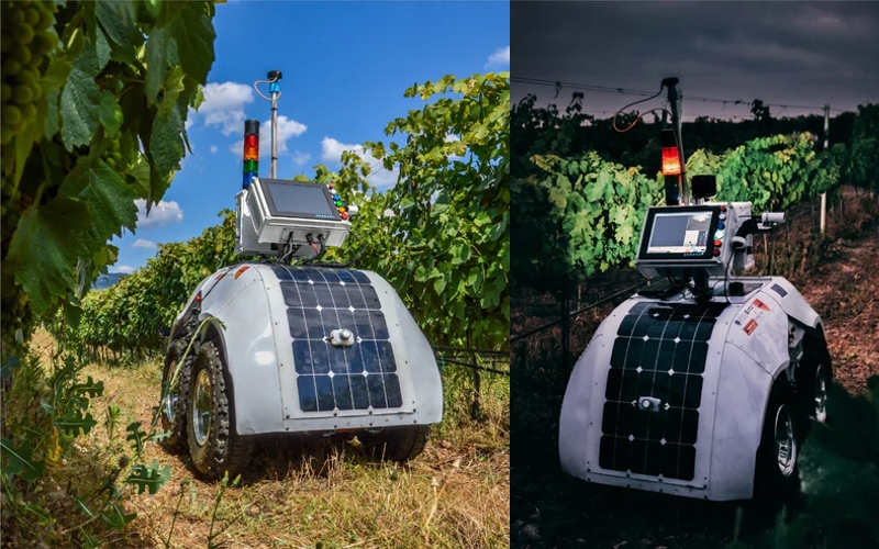 Vinogradniški robot