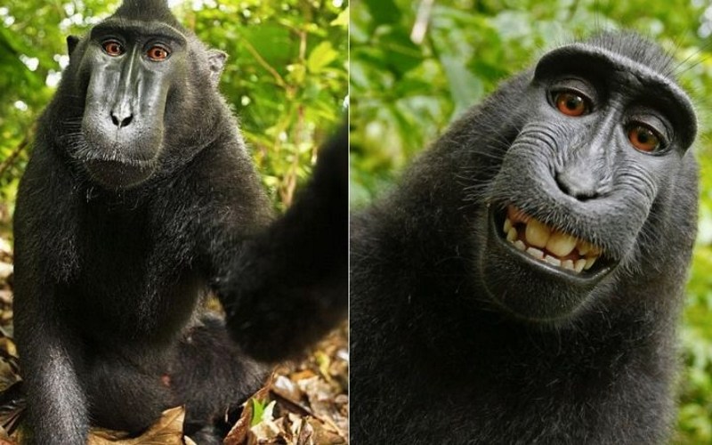 Opičji selfie ne bo avtorsko zaščiten