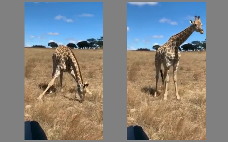 Kako se pasejo žirafe?