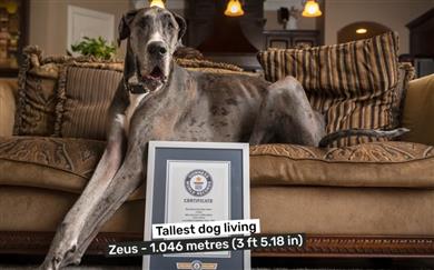 Najvišji pes na svetu