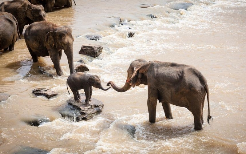 Zakaj je pri slonih tako malo raka?
