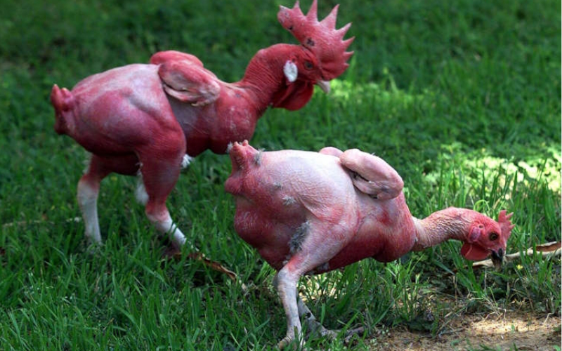 Piščanci brez perja